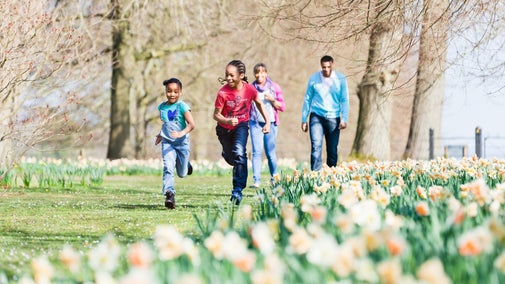 A family explores the daffodils at Polesden Lacey. Two children are running up a grassy path leading between carpets of daffodils in bloom while their parents walk behind them.